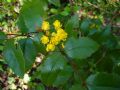 Mahonia aquifolium